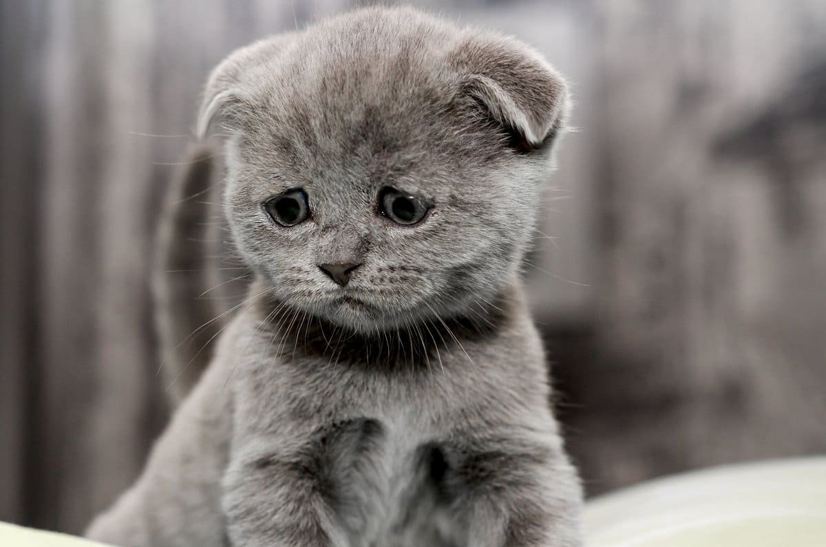 sad cat
